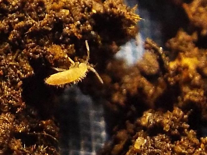 Collembola: Cyphoderidae o Entomobryidae?